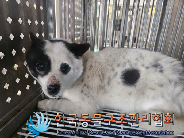 한국동물구조관리협회_441382202500047